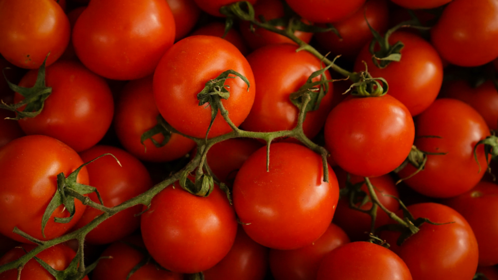 TOMATOES EXPORT